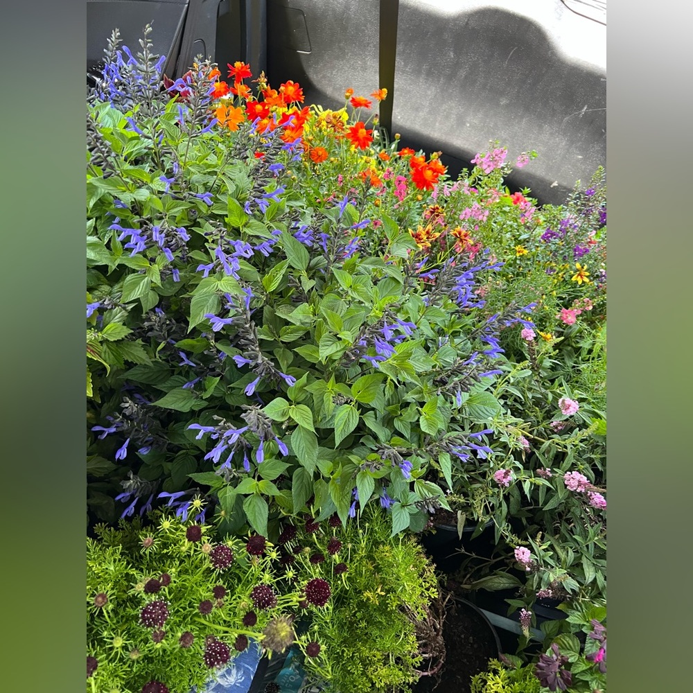 Thanks to Southern Horticulture